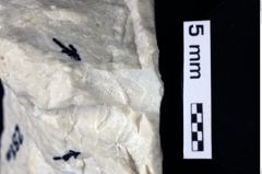 Foto (Detailansicht) von Decapoda indet. (NHMW-GEO-1990-0041-0281a)